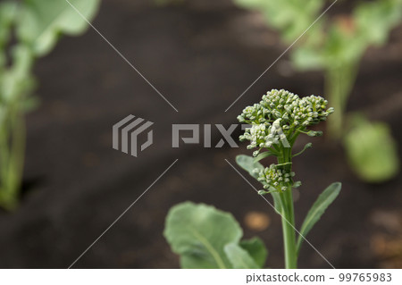 Small broccoli close-up 99765983