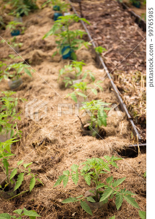 Growing tomatoes mulched with hay Growing tomatoes mulched with hay 99765985