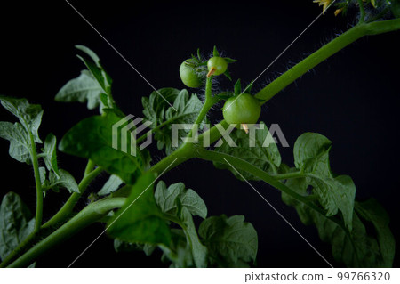 Flowering and fruiting of tomatoes. Green tomato bush on black background. Flowering and fruiting of tomatoes. Green tomato bush on black background. 99766320