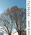藍天中的樹木 99766752