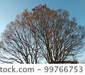 藍天中的樹木 99766753