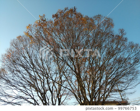 藍天中的樹木 藍天中的樹木 99766753