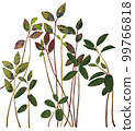 Composition of autumn plants: blueberries and lingonberries on long stems. Watercolor botanical illustration isolated on white background 99766818