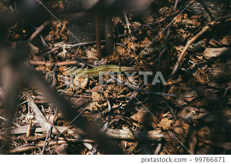 Portrait of a a young green sand lizard enjoys the evening sun on some spring sun on the grass 99766871