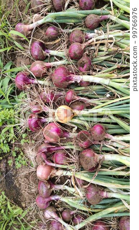 Vegetables from a natural cultivation field Vegetables from a natural cultivation field 99766976