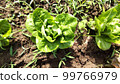 來自天然栽培地的蔬菜 99766979