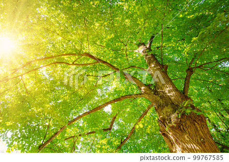 Giant linden tree's branches with fresh young foliage. 99767585