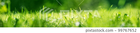 Panoramic closeup view of the fresh green grass in nature. Panoramic closeup view of the fresh green grass in nature. 99767652