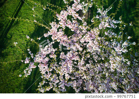 Aerial view of beautiful cherry blossoms in park. Drone photo of sakura trees in blooming pink flowers in spring in picturesque garden. Branches of the tree over sunny blue sky. Floral pattern 99767751