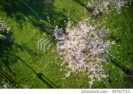 Aerial view of beautiful cherry blossoms in park. Drone photo of sakura trees in blooming pink flowers in spring in picturesque garden. Branches of the tree over sunny blue sky. Floral pattern 99767753