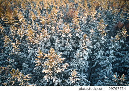 Aerial view of frosty white winter pine forests and birch groves covered with hoarfrost and snow. Drone photo of high trees in mountains at winter time. Idyllic landscape 99767754