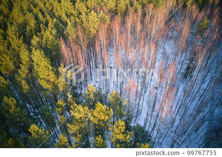 Aerial view of frosty white winter pine forests and birch groves covered with hoarfrost and snow. Drone photo of high trees in mountains at winter time. Idyllic landscape 99767755