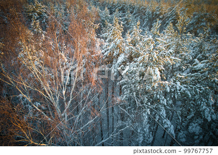 Aerial view of frosty white winter pine forests and birch groves covered with hoarfrost and snow. Drone photo of high trees in mountains at winter time. Idyllic landscape 99767757