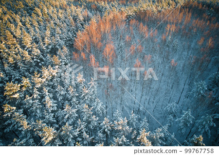 Aerial view of frosty white winter pine forests and birch groves covered with hoarfrost and snow. Drone photo of high trees in mountains at winter time. Idyllic landscape 99767758