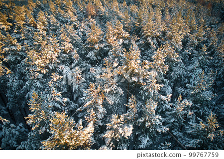 Aerial view of frosty white winter pine forests and birch groves covered with hoarfrost and snow. Drone photo of high trees in mountains at winter time. Idyllic landscape 99767759