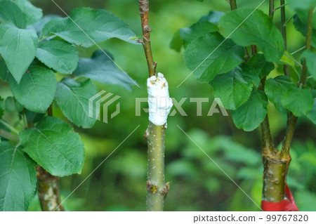 A trunk of a young apple tree. Branches of a young fruit apple tree in a garden. Live green cuttings at grafting apple tree 99767820