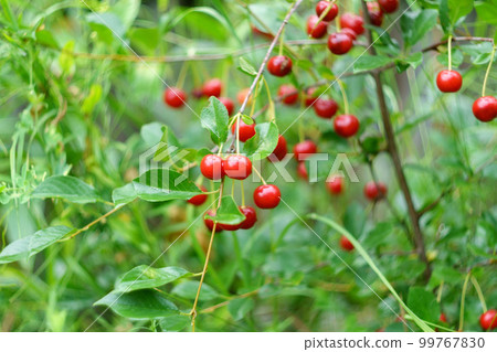 Branch of sour cherry tree with ripe red berries on a blurred background selective focus. Branch of sour cherry tree with ripe red berries on a blurred background selective focus. 99767830
