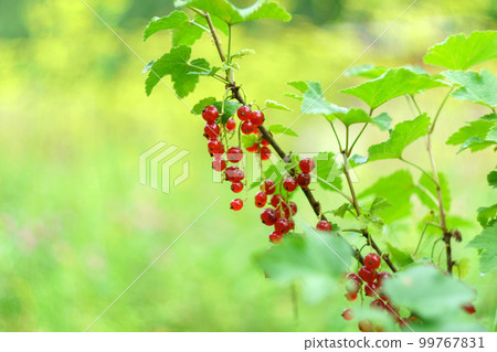 Red currant berries on a shrub branch. Summer season fruits on sunlight. Selective focus Red currant berries on a shrub branch. Summer season fruits on sunlight. Selective focus 99767831