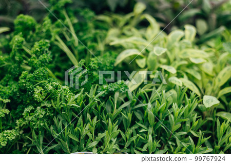 Fresh Herbs in Garden Fresh Herbs in Garden 99767924