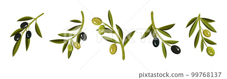 Olive Branches with Hanging Ripe Green and Black Fruit Vector Set 99768137