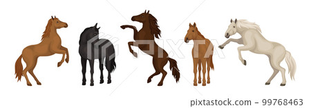 Horse Breed as Domesticated, One-toed, Hoofed Mammal Vector Set Horse Breed as Domesticated, One-toed, Hoofed Mammal Vector Set 99768463