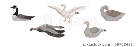 Goose White and Grey Domestic and Wild Birds Vector Set 99768481