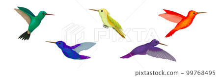 Colorful Hummingbird Species with Long Beak Fluttering with Bright Wings Vector Set Colorful Hummingbird Species with Long Beak Fluttering with Bright Wings Vector Set 99768495