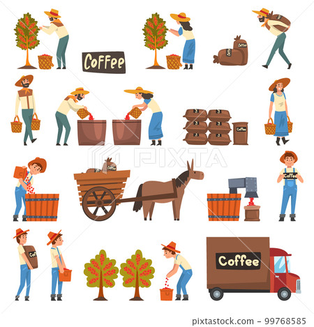 Coffee Production with Man and Woman Farmer Picking and Sorting Berry Big Vector Set 99768585