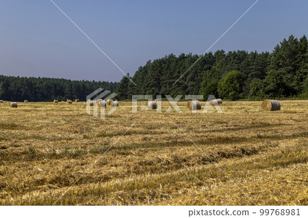 Yellow-golden straw on the field after harvesting in stacks 99768981