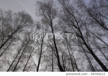 Bare deciduous trees in the autumn season in cloudy weather 99769222