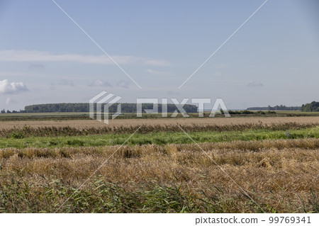 an agricultural field where ripe wheat grows an agricultural field where ripe wheat grows 99769341