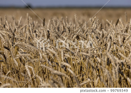 an agricultural field where ripe wheat grows 99769349