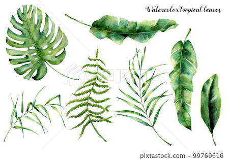 Watercolor set with tropical leaves. Hand painted palm branch, fern and leaf of magnolia. Tropic plant isolated on white background. Botanical illustration. For design, print or background 99769616