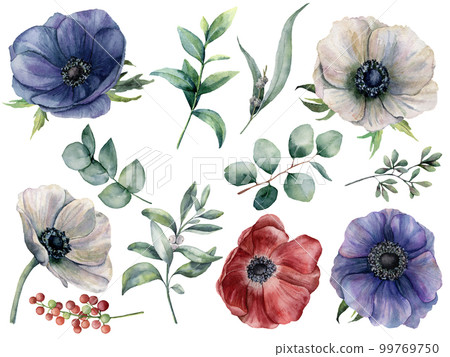 Watercolor eucalyptus and anemone floral set. Hand painted blue, red and white anemone, berry, eucalyptus leaves and branches isolated on white background. Illustration for design, print or fabric. 99769750