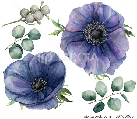 Watercolor blue anemone and brunia berry set. Hand painted isolated violet flowers with eucalyptus leaves on white background. Illustration for design, fabric, print or background. Watercolor blue anemone and brunia berry set. Hand painted isolated violet flowers with eucalyptus leaves on white background. Illustration for design, fabric, print or background. 99769866
