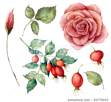 Watercolor set with autumn plant. Hand painted dogrose branch, rose and leaves isolated on white background. Illustration for design, print or background. 99770050