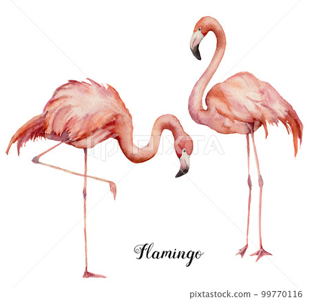 Watercolor two pink flamingo set. Hand painted bright exotic birds isolated on white background. Wild life illustration for design, print, fabric or background. 99770116
