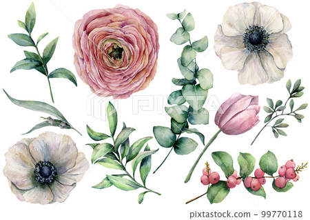 Watercolor flower set with eucalyptus leaves. Hand painted anemone, ranunculus, tulip, berries and branch isolated on white background. Natural illustration for design, print, fabric or background. 99770118