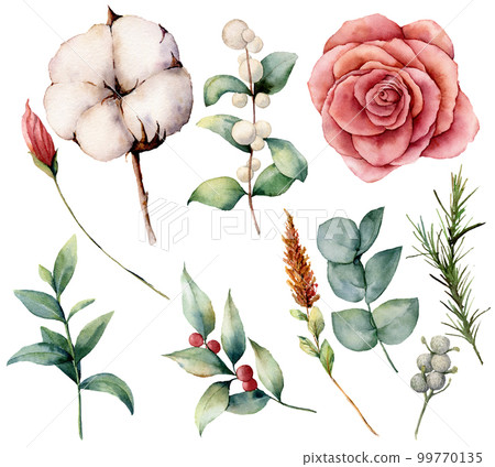 Watercolor autumn set with plants, flowers and berries. Hand painted cotton, rose, lagurus, leaves and branches isolated on white background. Floral illustration for fall design, print. 99770135