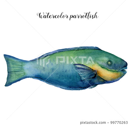 Watercolor parrotfish. Hand painted aquatic animal isolated on white background. Underwater illustration with tropical fish for design, print or background. 99770263
