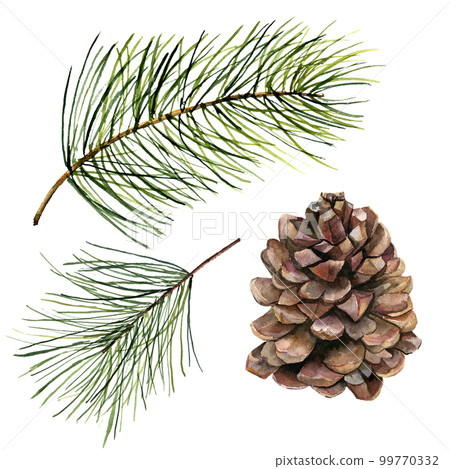 Watercolor pine cone and fir branch set. Hand painted pine branch with cone isolated on white background. Botanical clip art for design or print. Holiday plant 99770332