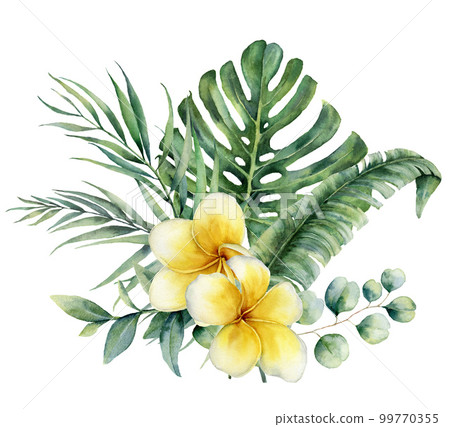 Watercolor floral tropical bouquet with plumeria and silver dollar eucalyptus. Hand painted monstera, palm branch, frangipani isolated on white background. Illustration for design, print, background. Watercolor floral tropical bouquet with plumeria and silver dollar eucalyptus. Hand painted monstera, palm branch, frangipani isolated on white background. Illustration for design, print, background. 99770355