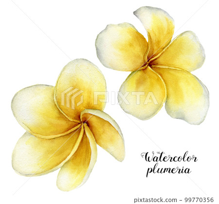 Watercolor plumeria set. Hand painted tropical flowers isolated on white background. Frangipani. For design or background. Floral illustration Watercolor plumeria set. Hand painted tropical flowers isolated on white background. Frangipani. For design or background. Floral illustration 99770356