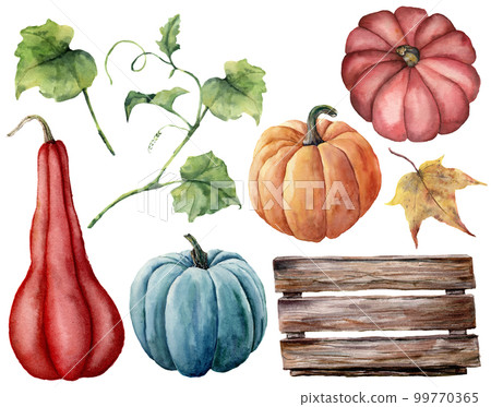 Watercolor set with pumpkins, wood box. Hand painted red, blue and orange pumpkins with leaves and branches isolated on white background. Autumn harvest. Botanical illustration for design, print. Watercolor set with pumpkins, wood box. Hand painted red, blue and orange pumpkins with leaves and branches isolated on white background. Autumn harvest. Botanical illustration for design, print. 99770365