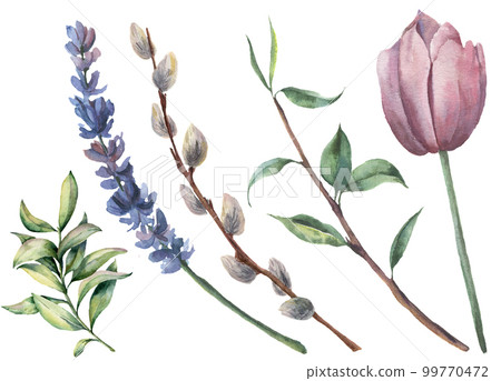Watercolor spring floral set. Hand painted tulip, tree branch with leaves, lavender flower, willow and greenery isolated on white background. Botanical illustration for design or background. 99770472