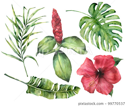 Watercolor tropical flowers and leaves. Hand painted monstera, coconut and banana palm branch, hibiscus, alpinia isolated on white background. Floral exotic illustration for design, print or fabric. 99770537