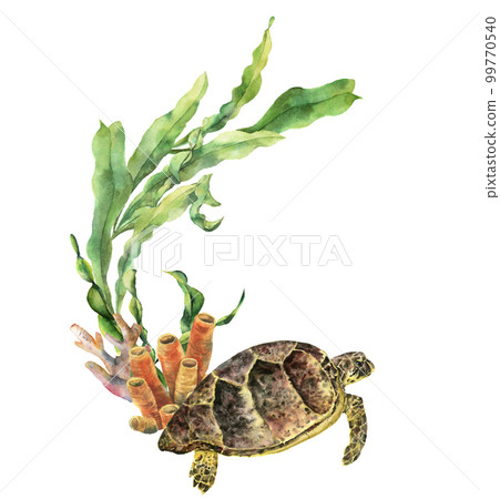 Watercolor nautical border with turtle. Hand painted underwater illustration with laminaria branch and coral reef isolated on white background. Nautical illustration for design, print or background. 99770540