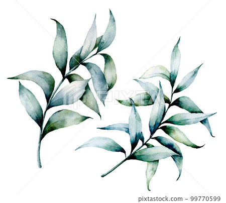 Watercolor eucalyptus branches. Hand painted eucalyptus branches with leaves isolated on white background. Winter plant. Holiday modern floral illustration. 99770599