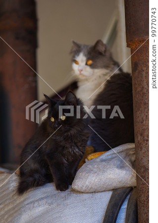 Farm cat enjoying sun. 99770743