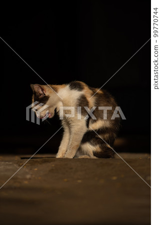 Hungry unhappy stray cat is crying on street and waiting their new owners. 99770744